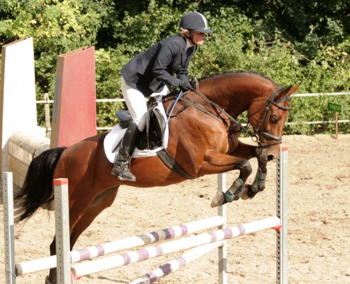 Sport naar Succes onderzoekt de lessen uit de paardensport als inspiratie voor werken met meer plezier, prestatie en voldoening